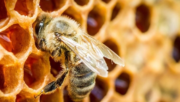  تست کرونا با استفاده از زنبور عسل به همت استارتاپ هندی !